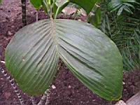 Chamaedorea Ernesti-Augustii (fam. Arecacees) (Amerique centrale) (1) (Photo F. Mrugala)